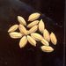Semena a plody: <i>Oryza sativa</i> (rýže setá), <i>Poaceae</i>