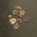 Semena a plody: <i>Malva neglecta</i> (sléz přehlížený), <i>Malvaceae</i>