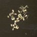 Semena a plody: <i>Setaria pumila</i> (bér setý), <i>Poaceae</i>