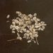 Semena a plody: <i>Daucus carota</i> (mrkev obecná), <i>Apiaceae</i>