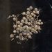 Semena a plody: <i>Galium aparine</i> (svízel přítula), <i>Rubiaceae</i>