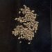 Semena a plody: <i>Torilis japonica</i> (tořice japonská), <i>Apiaceae</i>