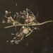 Semena a plody: <i>Conyza canadensis</i> (turanka kanadská), <i>Asteraceae</i>