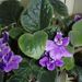 Pokojové rostliny: <i>Santpaulia africana</i> (africká fialka)1