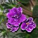 Pokojové rostliny: <i>Santpaulia africana</i> (africká fialka)2