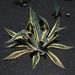 Pokojové rostliny: <i>Agave americana</i> subsp. <i>marginata aurea</i>  (agáve)