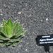Pokojové rostliny: <i>Agave shawii</i>   (agáve)	