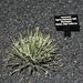 Pokojové rostliny: <i>Agave utahensis</i> subsp.<i>eborispina</i>  (agáve)	
