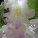 Pokojové rostliny: <i>Dendrobium nobile</i>   (stromobytec vznešený) <i>Orchidaceae</i>	