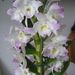 Pokojové rostliny: <i>Dendrobium nobile</i> (Stromobytec vznešený) <i>Orchidaceae</i>1