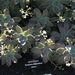 Pokojové rostliny: <i>Echeveria desmetiana</i> 