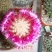 Pokojové rostliny: <i>Eriocactus warasii</i> , <i>Cactaceae</i>