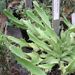 Pokojové rostliny: <i>Euphorbia brivitorta</i> , <i>Euphorbiaceae</i>