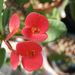 Pokojové rostliny: <i>Euphorbia milii</i>  (pryšec zářivý), <i>Euphorbiaceae</i>1