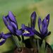 Pokojové rostliny: <i>Iris</i> sp.  (kosatec) <i>Iridaceae</i> 