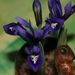Pokojové rostliny: <i>Iris</i> sp.  (kosatec) <i>Iridaceae</i> 1