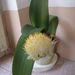 Pokojové rostliny: <i>Haemanthus albiflos</i>  (krvokvět bělokvětý)