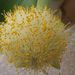Pokojové rostliny: <i>Haemanthus albiflos</i>  (krvokvět bělokvětý)1