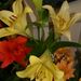 Pokojové rostliny: <i>Lilium regale</i>  (lilie královská), <i>Lilliaceae</i>