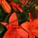 Pokojové rostliny: <i>Lilium regale</i>  (lilie královská), <i>Lilliaceae</i>1