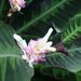 Pokojové rostliny: <i>Marantha leuconeura</i> (marantha běložilná), <i>Maranthaceae</i>3