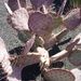 Pokojové rostliny: <i>Opuntia macrocentra</i> (opuncie), <i>Cactaceae</i>