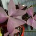Pokojové rostliny: <i>Oxalis purpurata</i>  (šťavel purpurový), <i>Oxalidaceae</i>1