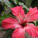 Pokojové rostliny: <i>Hibiscus rosa-sinensis</i>  (ibišek čínská růže), <i>Malvaceae</i>