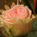 Pokojové rostliny: <i>Rosa</i>  sp. (růže), <i>Rosaceae</i>
