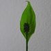 Pokojové rostliny: <i>Spathiphyllum wallisii</i>  (spatifylum)3