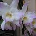 Pokojové rostliny: <i>Dendrobium nobile</i> (stromobytec vznešený), <i>Orchidaceae</i>