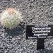 Pokojové rostliny: <i>Thelocactus</i>  (kaktus), <i>Cactaceae</i>