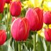 Pokojové rostliny: <i>Tulipa </i> sp.  (tulipán)