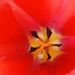 Pokojové rostliny: <i>Tulipa </i> sp.  (tulipán)1