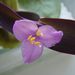 Pokojové rostliny: <i>Tradescantia pallida</i>  (vodenka, podénka)