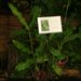Léčivky a koření: <i>Zingiber officinalis</i>  (zázvor lékařský), <i>Zingiberaceae</i>