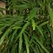 Léčivky a koření: <i>Elletaria cardamomum</i> (kardamom pravý) <i>Zingiberaceae</i>
