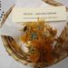 Léčivky a koření: <i>Calendula officinalis</i> (měsíček lékařský) <i>Asteraceae</i>