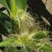 Obilí: <i>Zea mays</i> (kukuřice setá) <i>Poaceae</i>