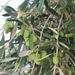 Ovoce a zelenina: <i>Olea europaea</i> (olivovník evropský) <i>Oleaceae</i>