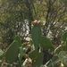 Ovoce a zelenina: <i>Opuntia ficus-indica</i> (opuncie mexická) <i>Cactaceae</i>