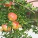 Ovoce a zelenina: <i>Punica granatum</i> (marhaník granátový) <i>Punicaceae</i>