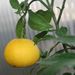 Ovoce a zelenina: <i>Citrus</i> (citroník) <i>Rutaceae</i>