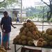 Ovoce a zelenina: <i>Durio zibethinus</i> (durian) <i>Bombacaceae</i>1
