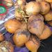 Ovoce a zelenina: <i>Cocos nucifera</i> (kokosová palma) <i>Arecaceae</i>