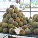 Ovoce a zelenina: <i>Durio zibethinus</i> (durian) <i>Bombacaceae</i>