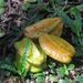Ovoce a zelenina: <i>Averrhoa carambola</i> (karambola) <i>Oxalidaceae</i>2