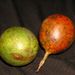 Ovoce a zelenina: <i>Passiflora edulis</i> (mučenka  jedlá) <i>Passifloraceae</i>