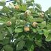 Ovoce a zelenina: <i>Cydonia oblonga</i> (kdouloň podlouhlá) <i>Malaceae</i>2