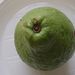 Ovoce a zelenina: <i>Psidium guajava</i> (kvajava hruškovitá) <i>Myrtaceae</i>1